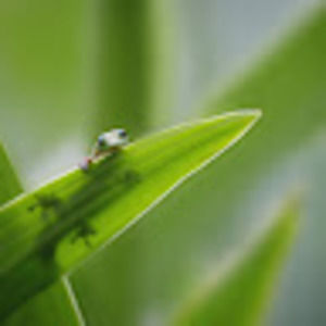 Meet your Posher, Magic